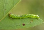 Nematus tibialis